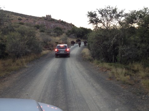African Buffalo traffic jam
