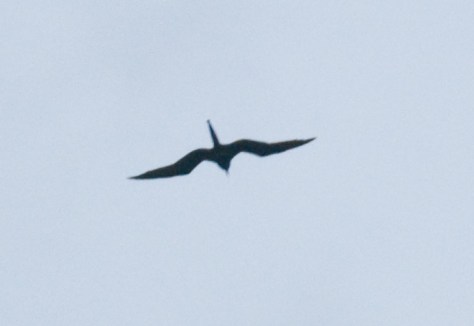 Magnificent Frigatebird, Havana - poor photo but just for the record...