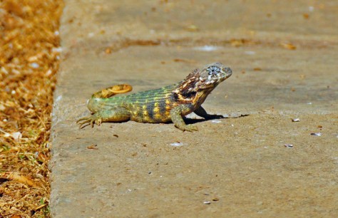 They call this the 'Puppy Dog Lizard' due to its curly tail