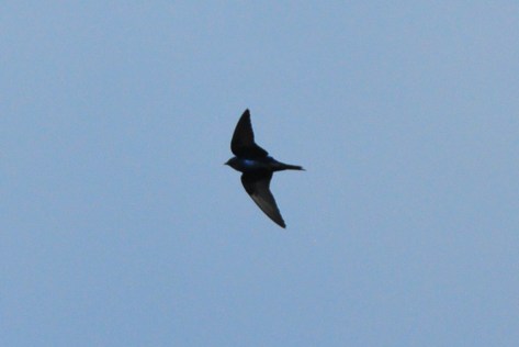 Cuban Martin