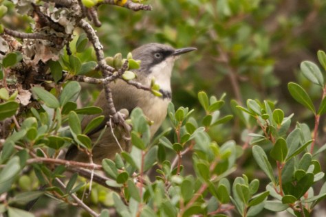 Bar-throated Apalis, Addo NP