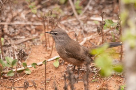 Karoo Scrub-Robin, Addo NP