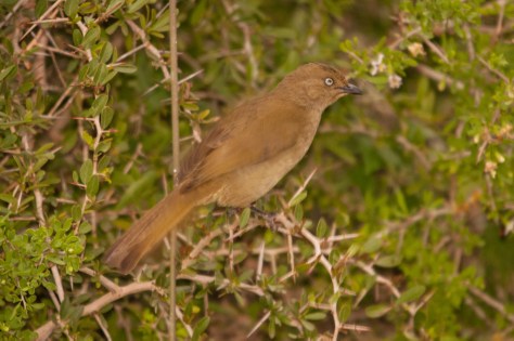 Sombre Greenbul, Addo NP