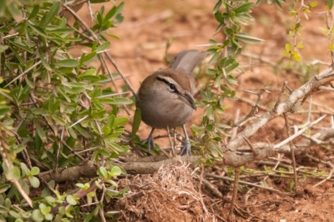 Southern Tchagra, Addo NP