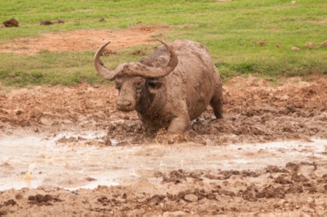 Buffalo getting the spa treatment (on our previous trip)