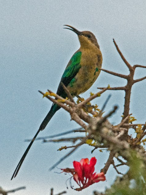 Malachite Sunbird, Addo NP