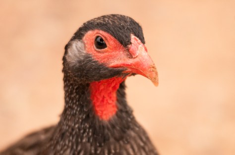 Red-necked Spurfowl, Addo NP