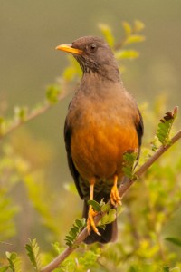 Olive Thrush, Addo NP