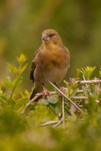 Southern Masked-Weaver, Addo NP