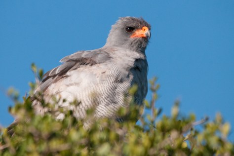 Pale Chanting Goshawk, Addo NP