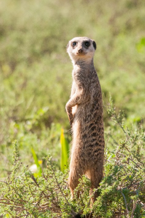 Suricate / Meerkat (Suricata suricatta), Addo NP