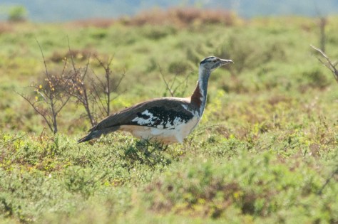 Denham's Bustard, Addo NP