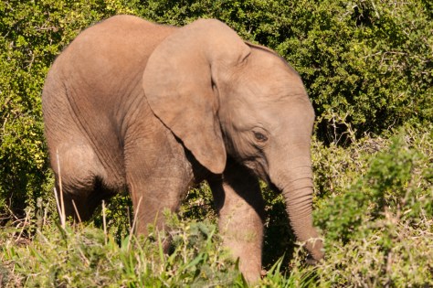 African Elephant, Addo NP