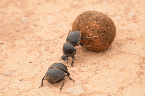 Flightless Dung-Beetle with 'Supervisor'