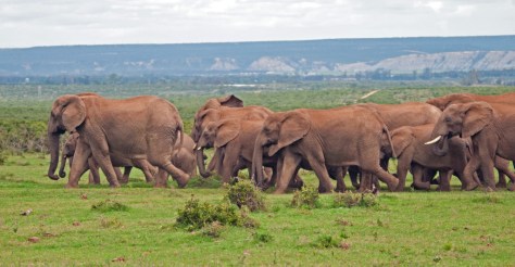 Elephant, Addo NP