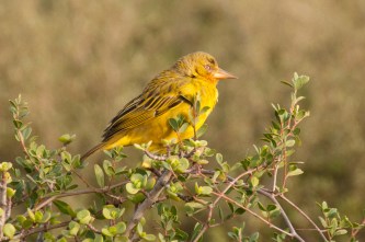 Cape Weaver, Addo NP