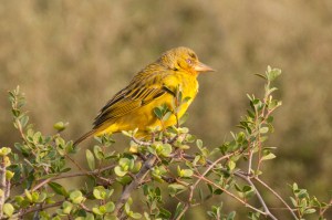 Cape Weaver, Addo NP