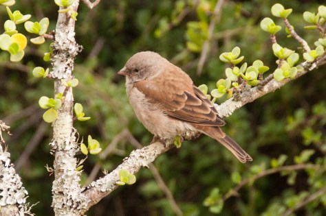 Grey-headed Sparrow, Addo NP
