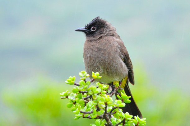 Cape Bulbul, Addo NP