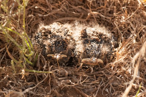 Very young Spike-heeled Larks on the nest