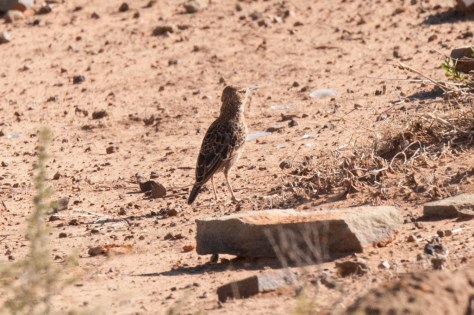 Spike-heeled Lark, De Oude kraal guest farm