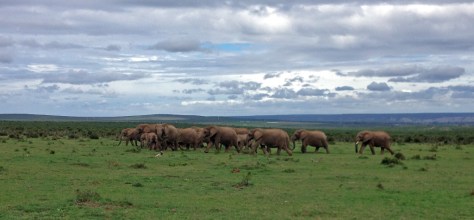 Elephant, Addo NP