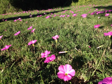 Poolside flowers, Addo NP