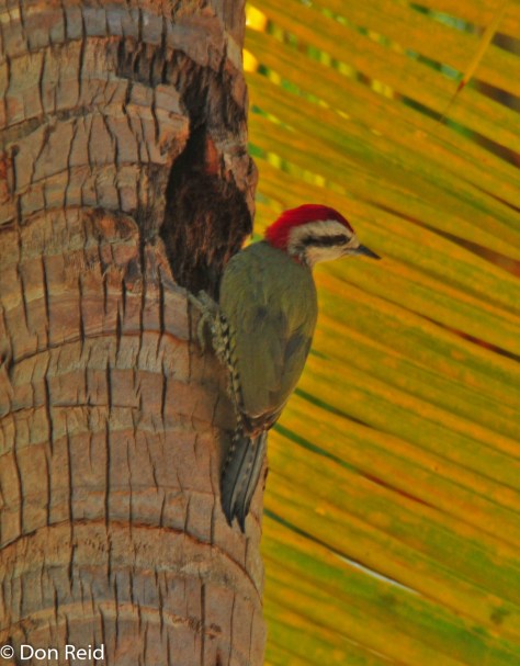 Cuban Green Woodpecker