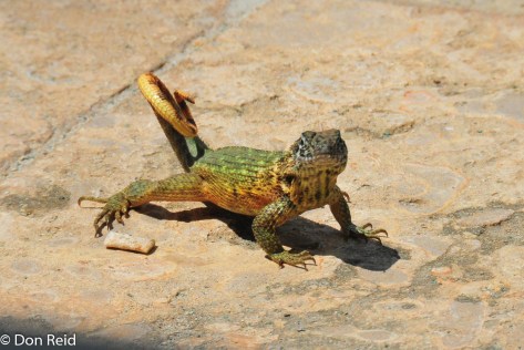 The well-named "Puppy-dog Lizard