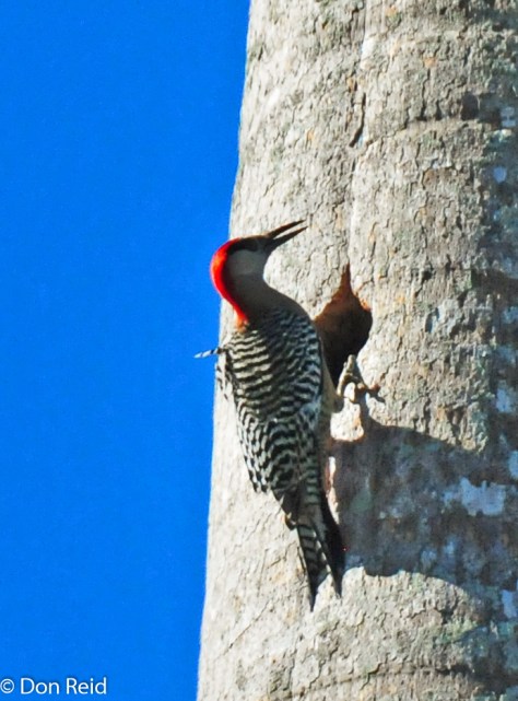 West-Indian Woodpecker at a nest-hole