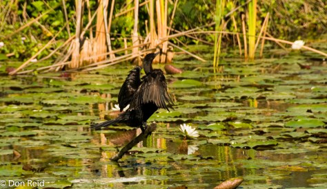 Double-crested Cormorant