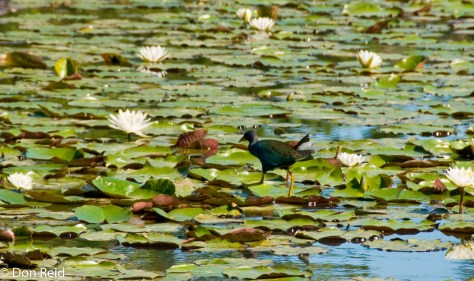 Purple Gallinule