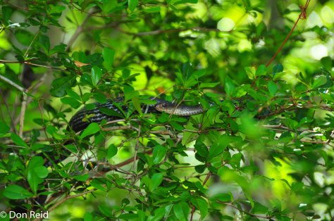 Surprise in the forest