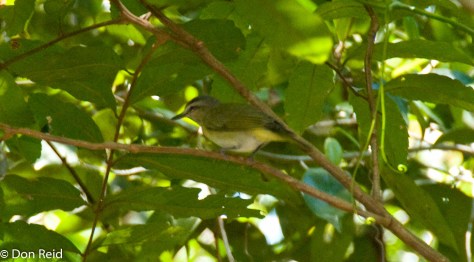 Black-whiskered Vireo