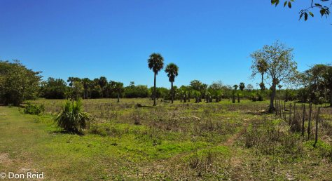Open Savannah with palms