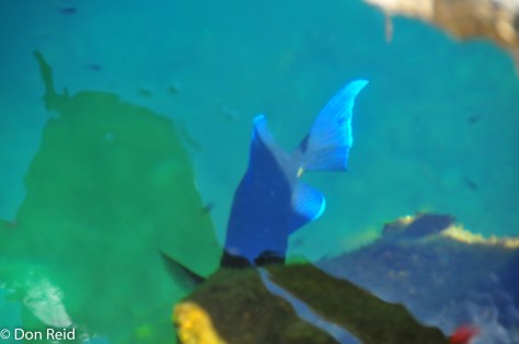 Crystal clear water allows you to see the fish quite easily