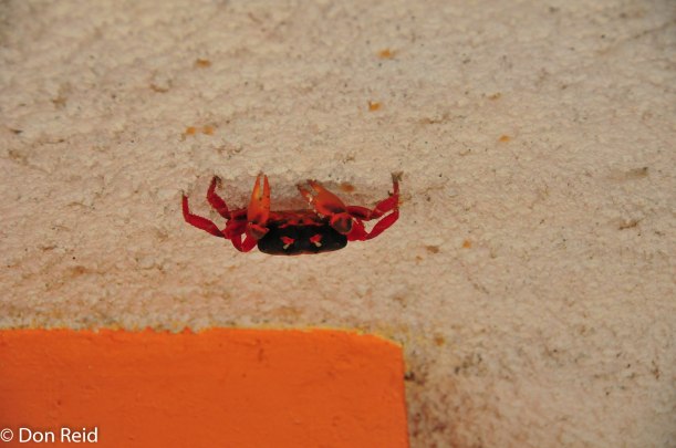 These red crabs migrate to the beaches by the thousand at certain times