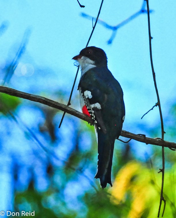 Cuban Trogon