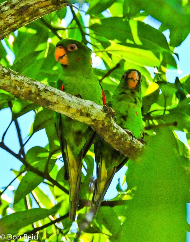 Cuban Parakeet