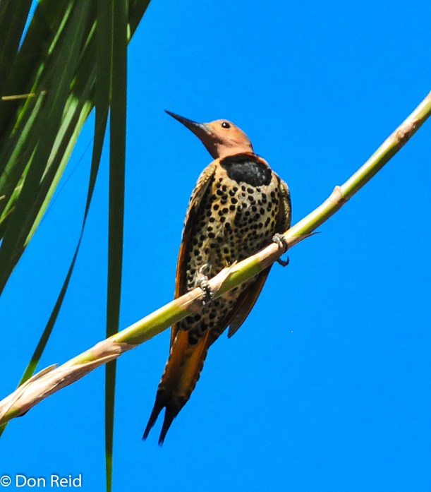 Northern Flicker