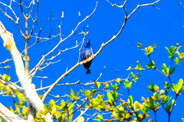 Red-legged Honeycreeper