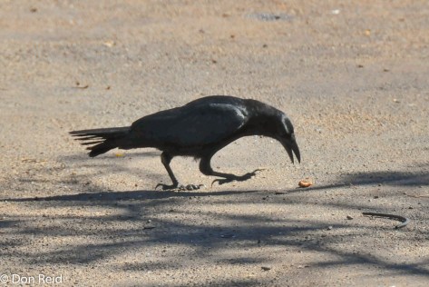 Cuban Crow