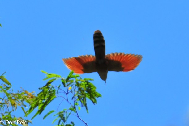 Great Lizard Cuckoo disappearing over the forest