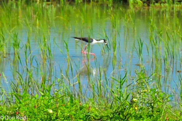 Black-necked Stilt