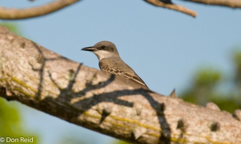Gray Kingbird