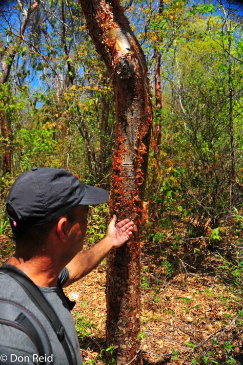 "Tourist Skin" tree - so called because it peels like the European visitors after a few days in Varadero's sun