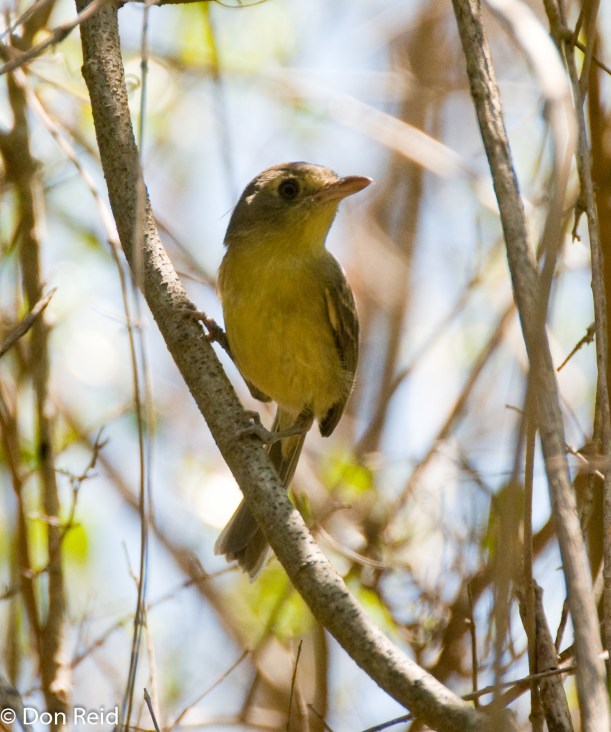 Cuban Vireo