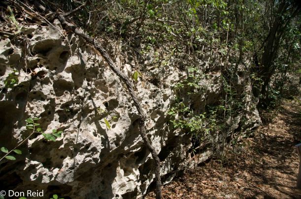 Rocks are actually ancient coral reefs