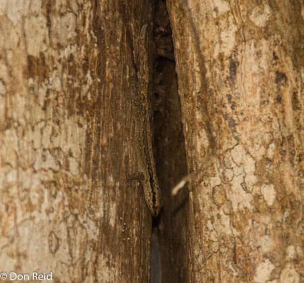 Cuban Croaking Gecko (Aristelliger Reyesi) named after its discoverer and our bird guide, Ernesto Reyes