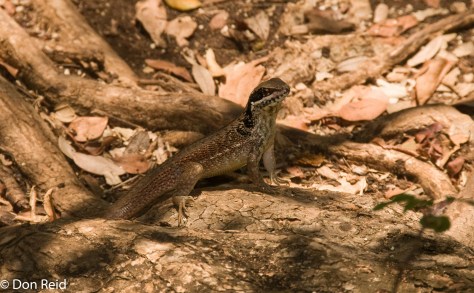 Cuban Brown Curlytail (Leiocephalus cubensis)